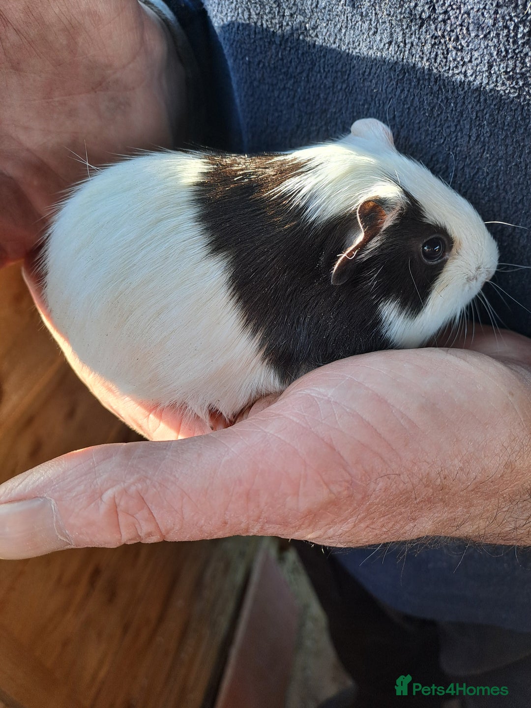 Guinea Pig rodents for sale: Baby guinea pigs for sale  - Advert 2