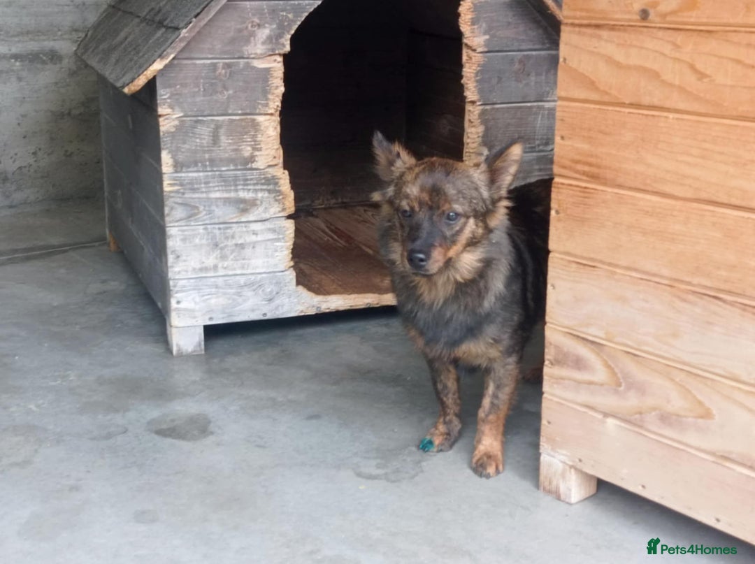 Mixed Breed dogs for adoption: Beatrice, 2 yrs approx. Available for adoption. - Advert 6