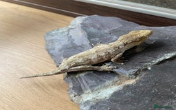 Gecko reptiles for sale: Female Pine Island Leachianus Gecko for sale - Image 5