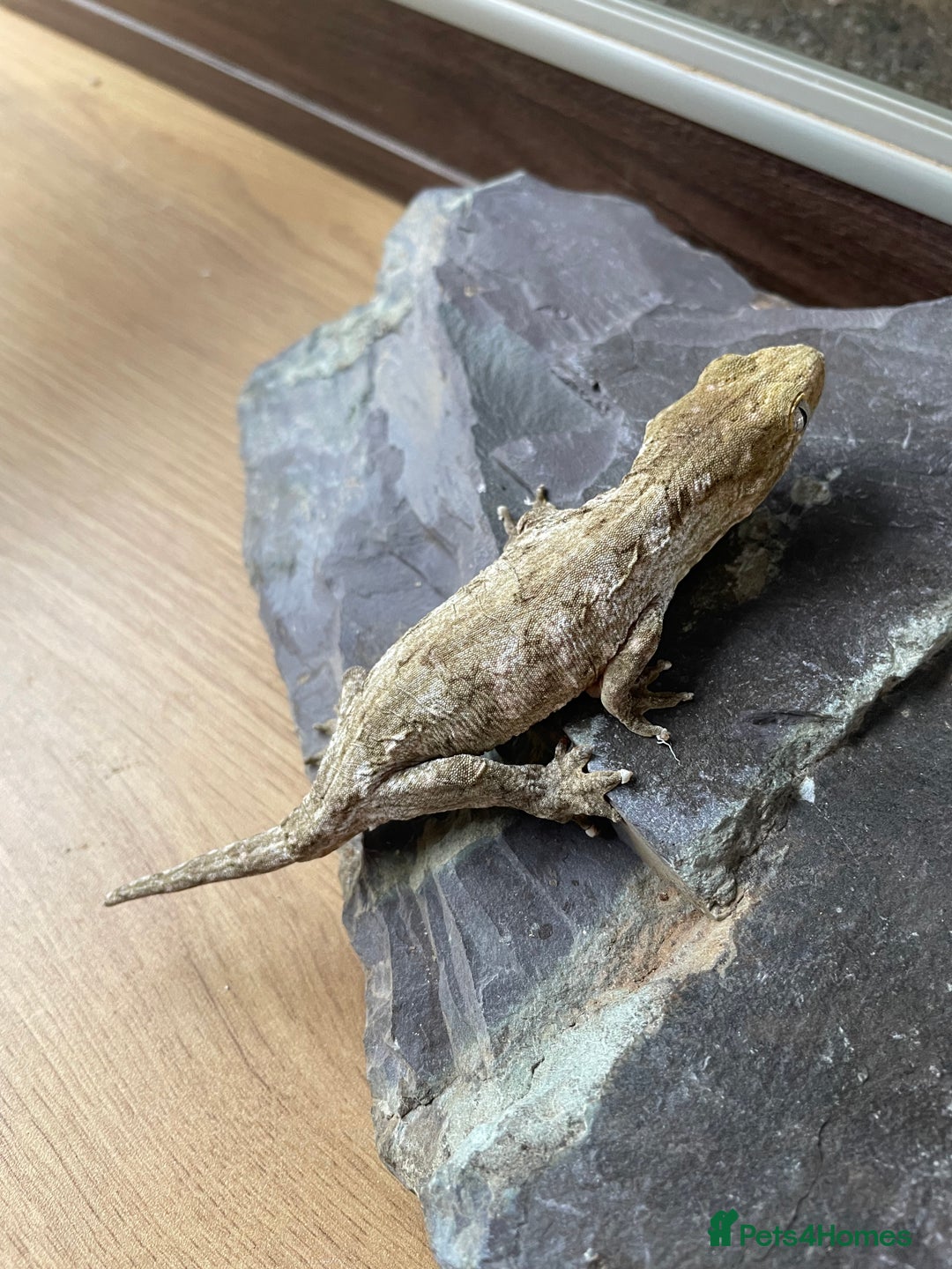 Gecko reptiles for sale: Female Pine Island Leachianus Gecko for sale - Image 5