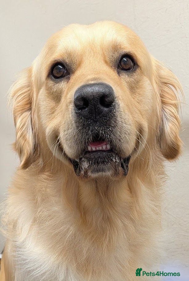 Golden Retriever dogs Cesarka Golden Retrievers - Advert 1