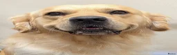 Golden Retriever dogs for stud: Cesarka Golden Retrievers - Advert 2