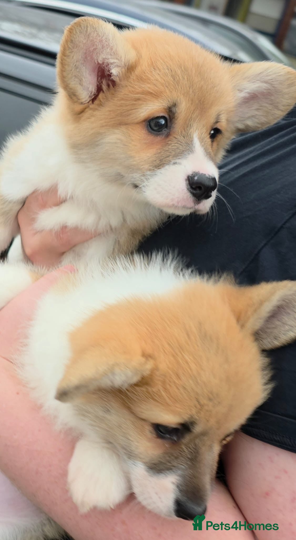 Welsh Corgi Pembroke dogs Ready now, 2 Pembroke Corgi girls. - Advert 6