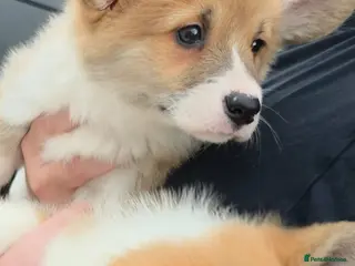 Welsh Corgi Pembroke dogs Ready now, 2 Pembroke Corgi girls. - Advert 6