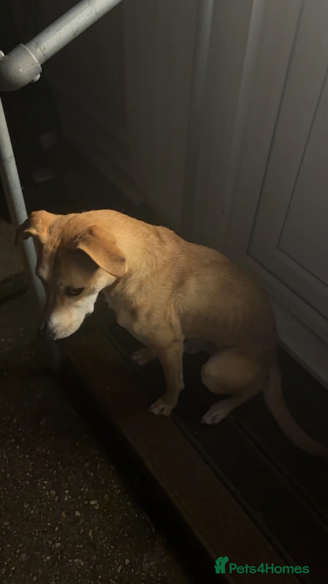 Mixed Breed dogs for sale: 2 year old whippet cross  in Christchurch - Advert 9