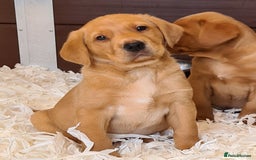 Labrador Retriever dogs for sale: 🐾RETIRED 4 YR OLD FOX RED LABRADOR BITCH 🐾 - Image 9
