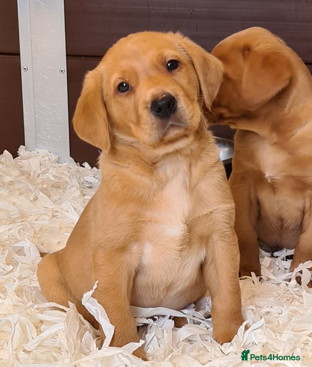 Labrador Retriever dogs for sale: 🐾RETIRED 4 YR OLD FOX RED LABRADOR BITCH 🐾 - Image 9