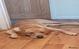 Labrador Retriever dogs for stud: P.R.O.V.E.N Yellow Labrador Stud - Image 6