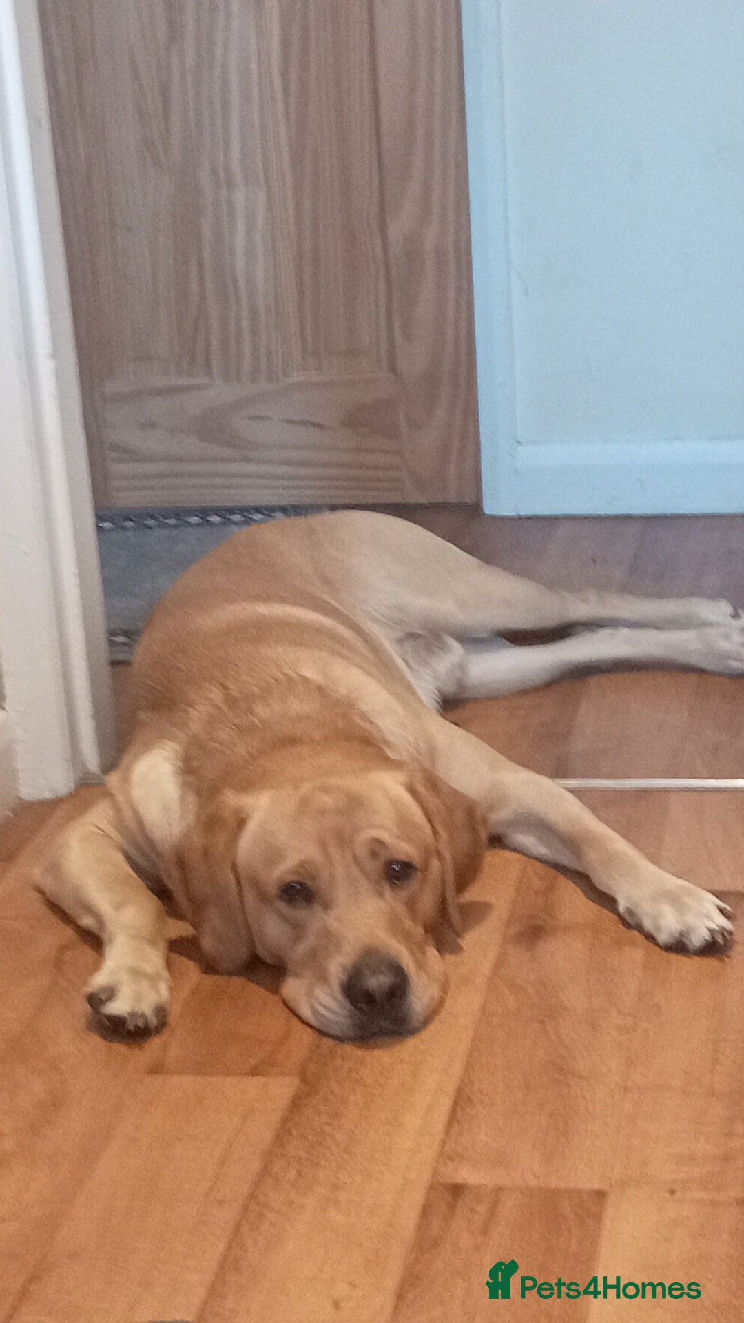 Labrador Retriever dogs for stud: P.R.O.V.E.N Yellow Labrador Stud - Image 6