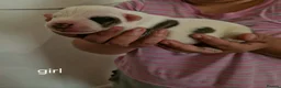 Staffordshire Bull Terrier dogs for sale: Adorable Puppies Staffordshire Bull Terrier - Advert 4