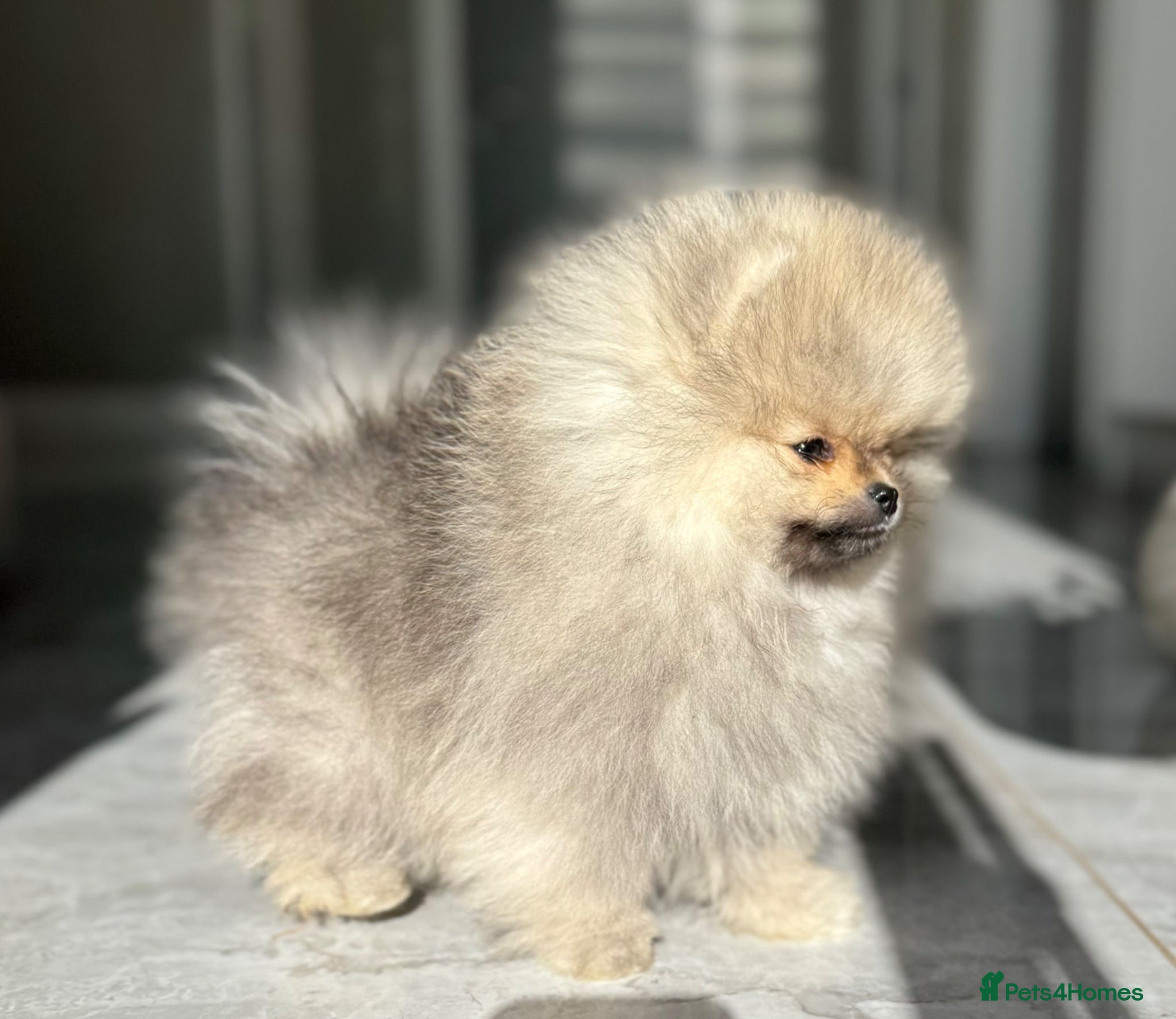 Pomeranian dogs TINY Champion Lines Teddy Faced TRUE Pomeranians  - Advert 13