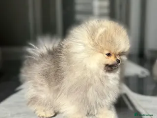 Pomeranian dogs TINY Champion Lines Teddy Faced TRUE Pomeranians - Advert 13