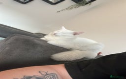 Turkish Angora cats for sale: Turkish angora  - Image 1