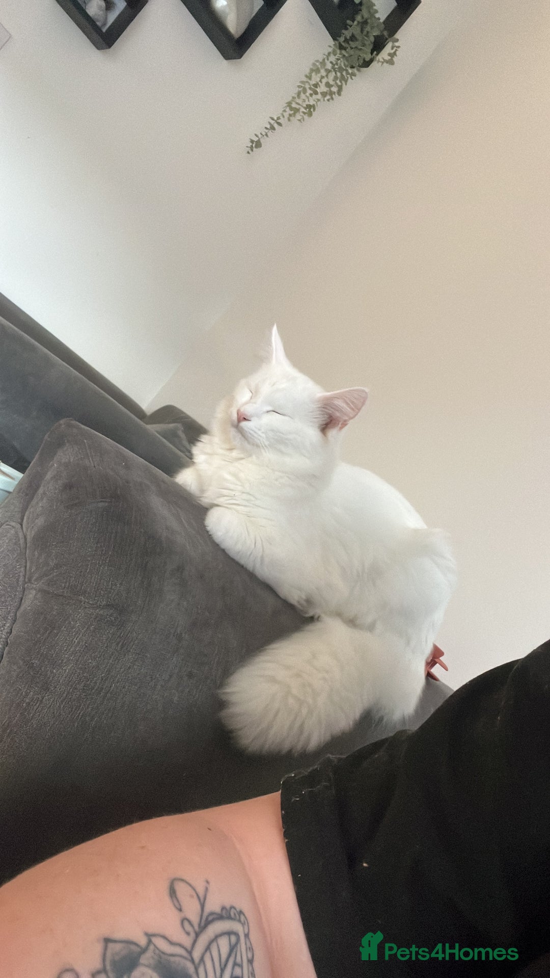 Turkish Angora cats for sale: Turkish angora  - Image 1