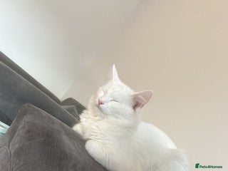 Turkish Angora cats - Advert 1