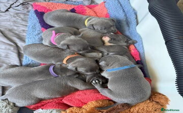 Staffordshire Bull Terrier dogs - Advert 4