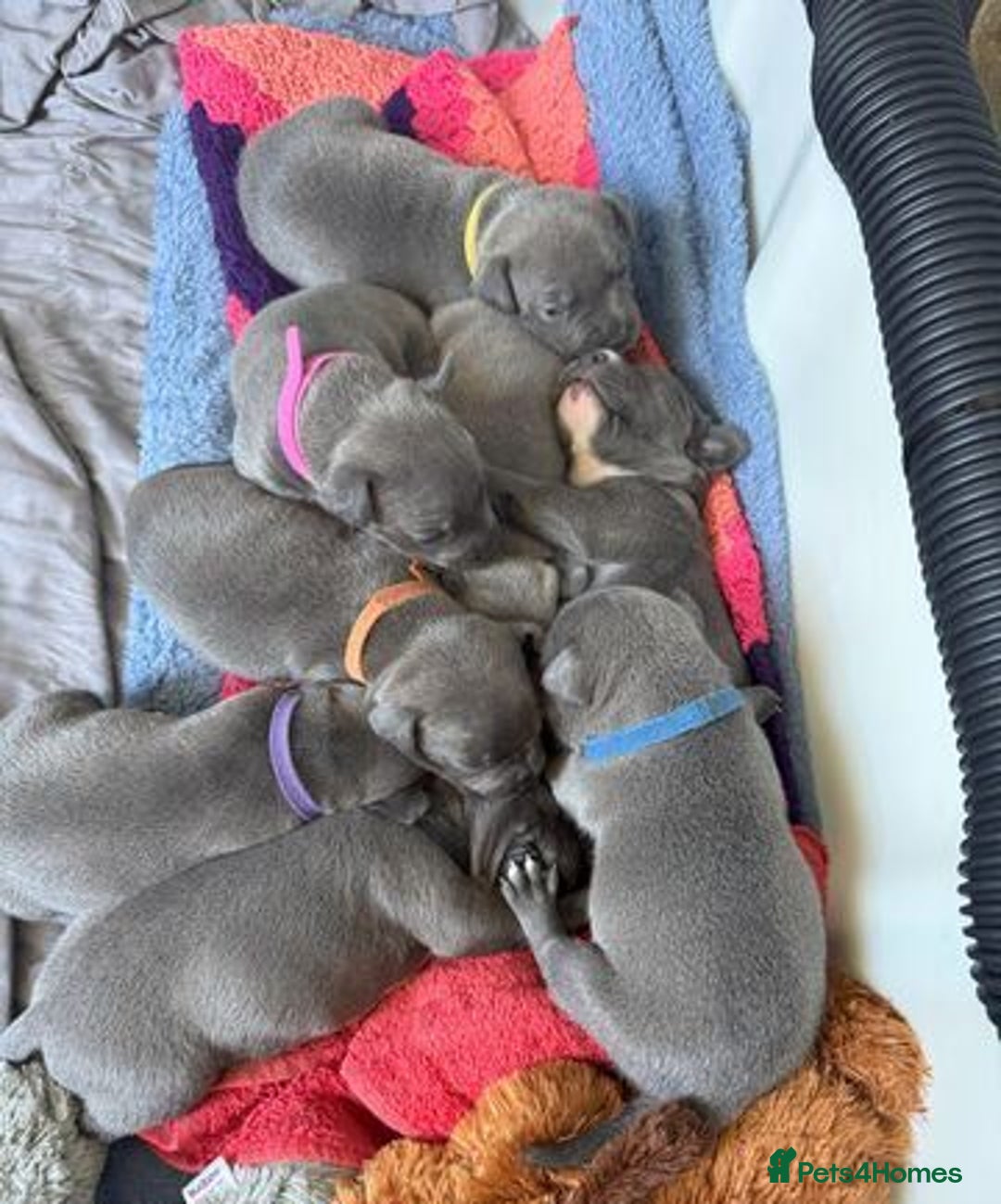 Staffordshire Bull Terrier dogs for sale: Kc registration Blue staffordshire bull terrier  - Image 1