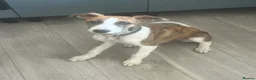 Mixed Breed dogs for sale: Collie bull greyhound  in Houghton le Spring - Advert 5
