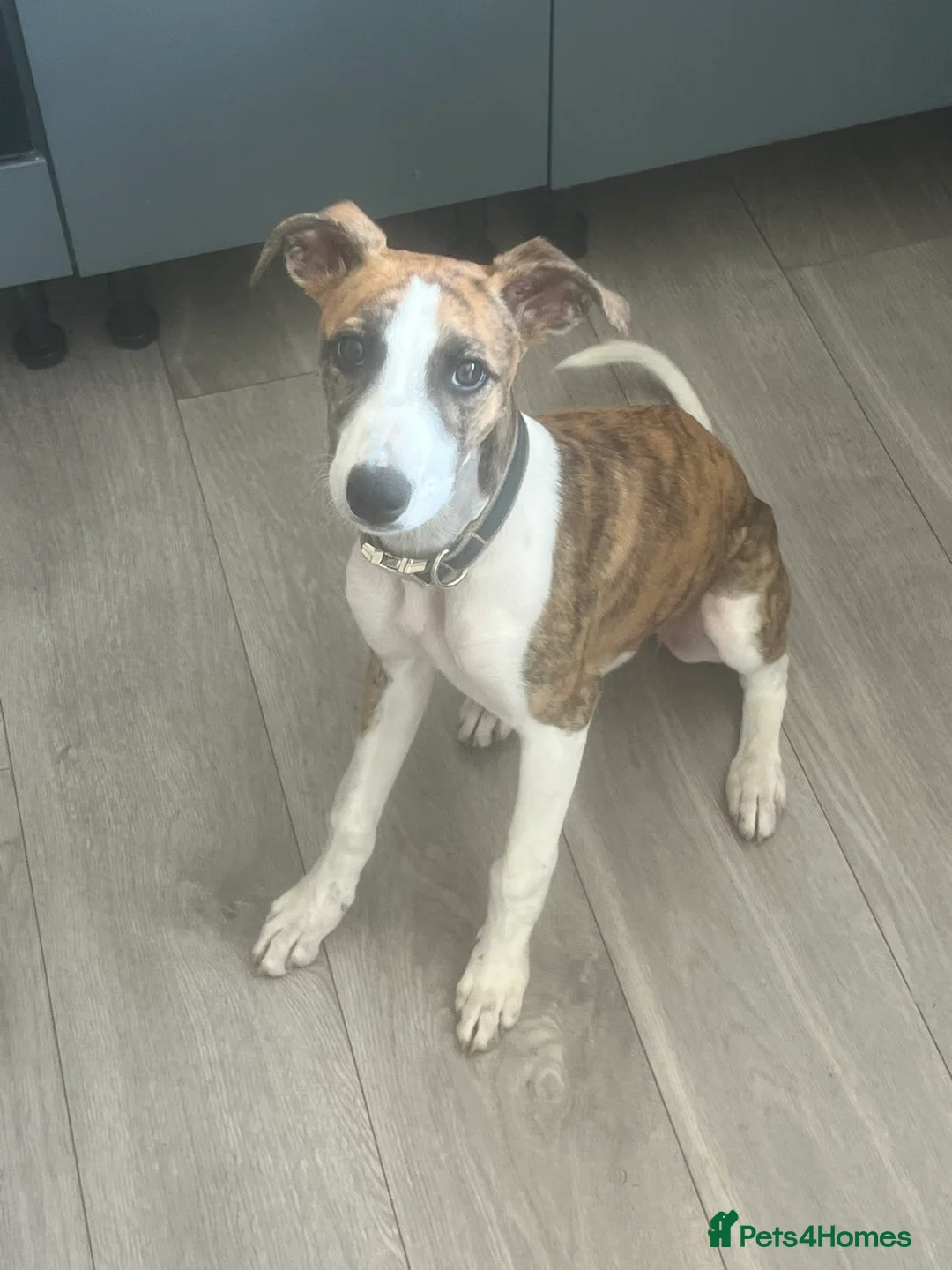 Mixed Breed dogs for sale: Collie bull greyhound  in Houghton le Spring - Advert 5