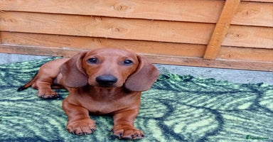 Dachshund dogs - Advert 14