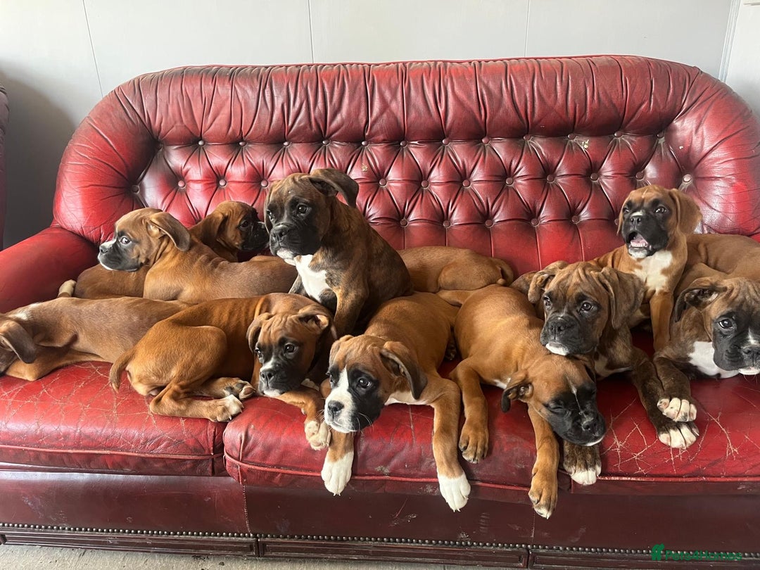 Boxer dogs for sale: 🐾 KC registered Boxer puppies 🐾  - Image 10