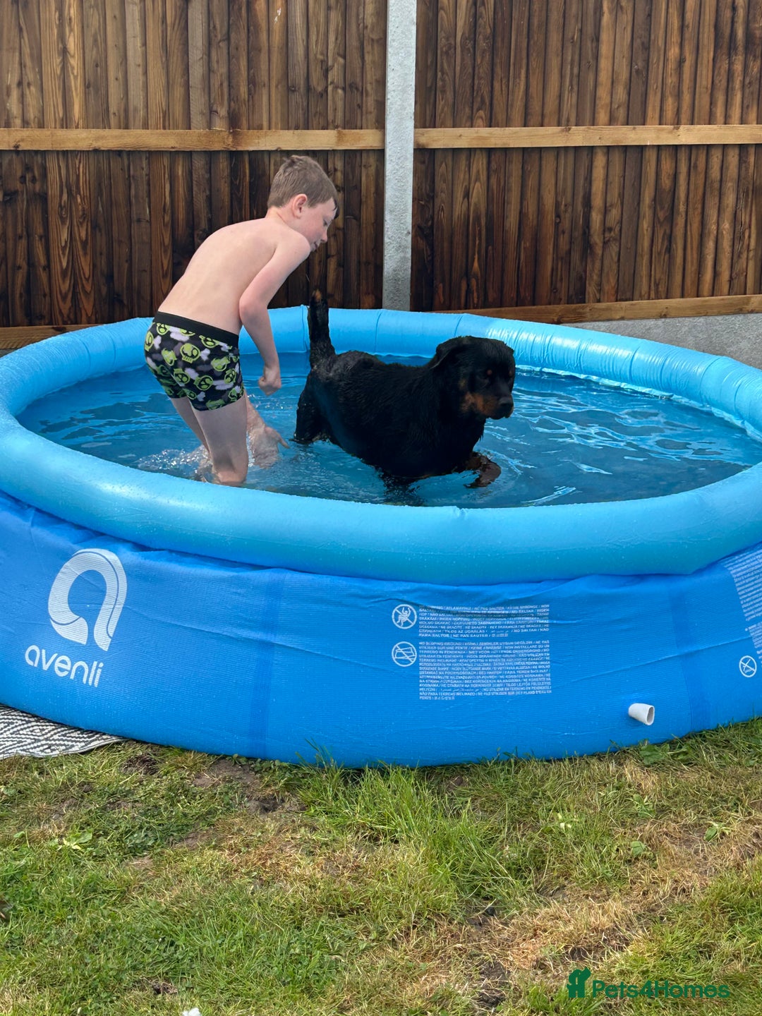 Rottweiler dogs for sale: Beautiful Rottie girl for forever home only - Advert 3