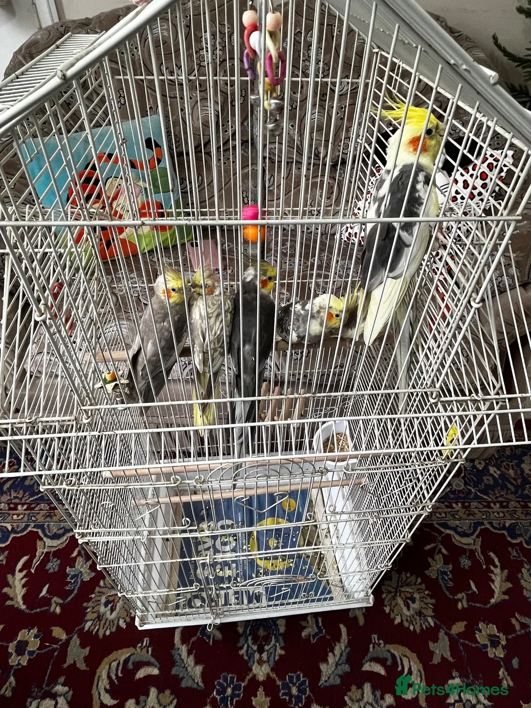 Cockatiels birds for sale: URGENT Mixed Litter Cockatiels - Advert 5