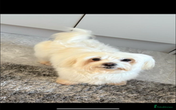 Maltipoo dogs for sale: Maltipoo puppy’s  - Image 7