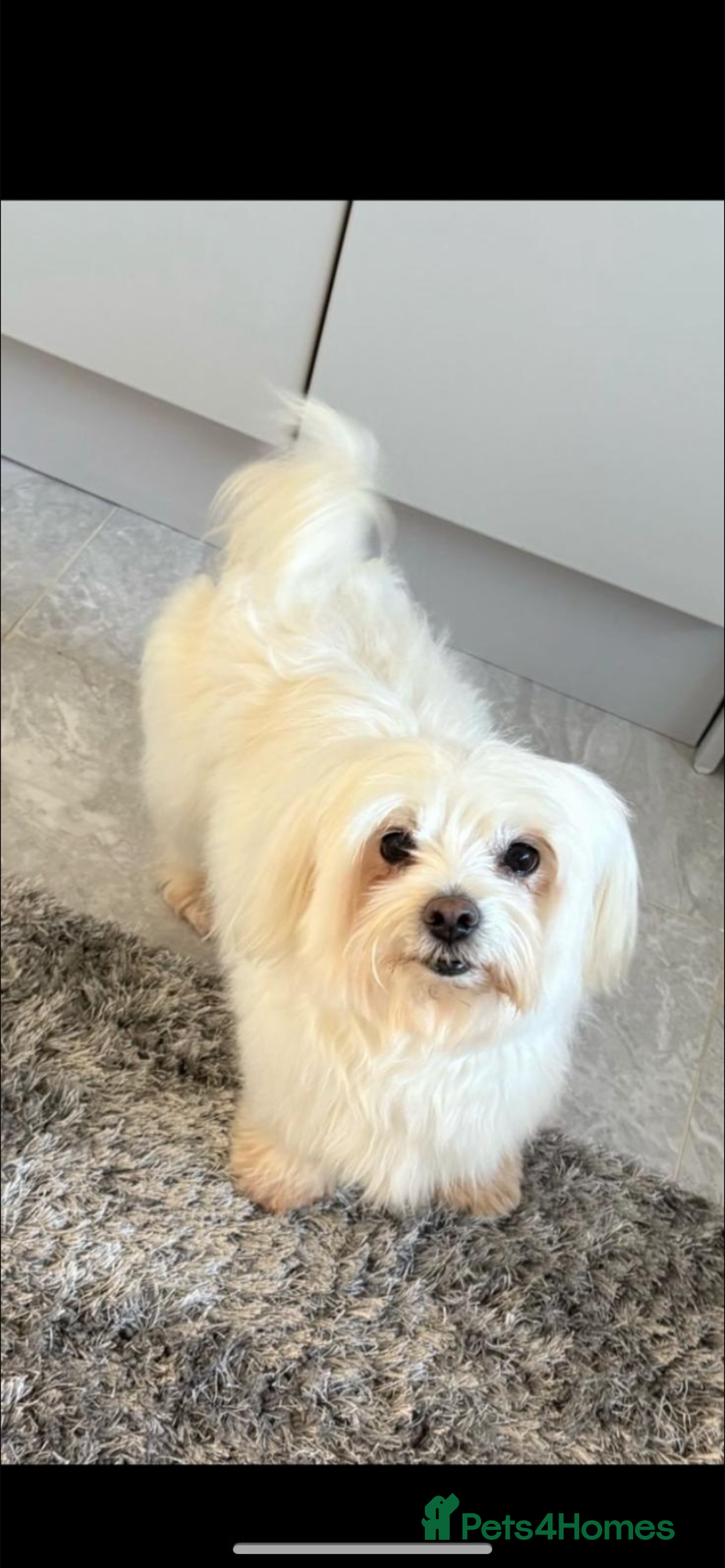 Maltipoo dogs for sale: Maltipoo puppy’s  - Image 7