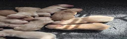 Golden Retriever dogs for sale: KC REGISTERED GOLDEN RETRIEVER PUPPIES - Advert 4