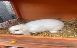 Mini Lop rabbits for sale: Bunny’s for sale  - Image 6