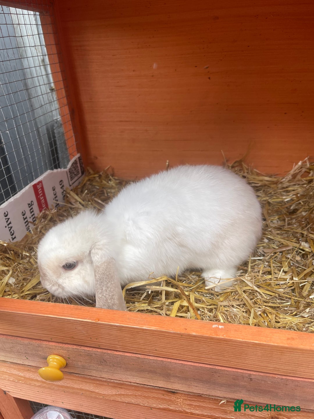 Mini Lop rabbits for sale: Bunny’s for sale  - Image 6