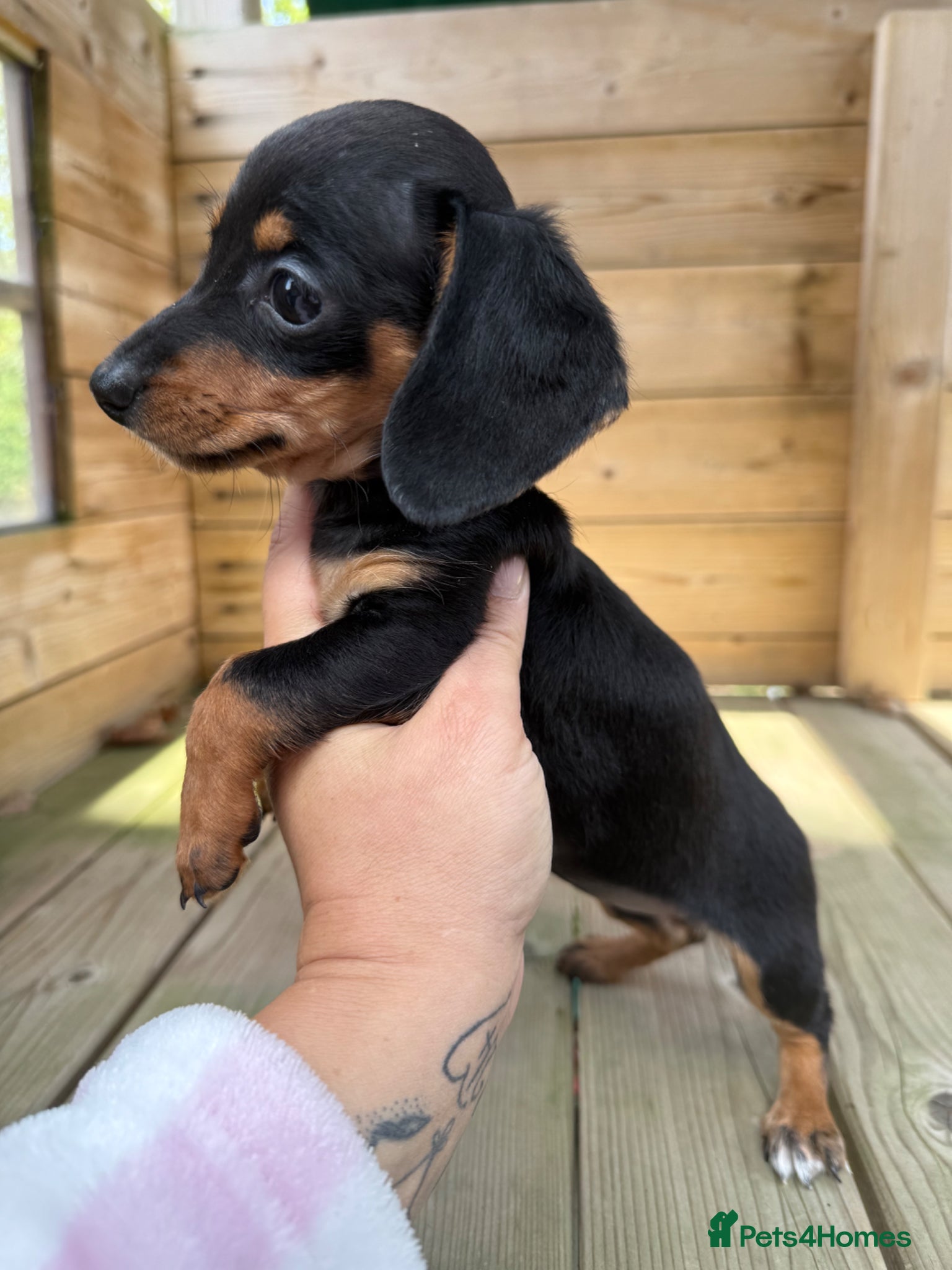 Miniature Dachshund dogs Beautiful Litter Of Miniature Dachshund Pups - Advert 1