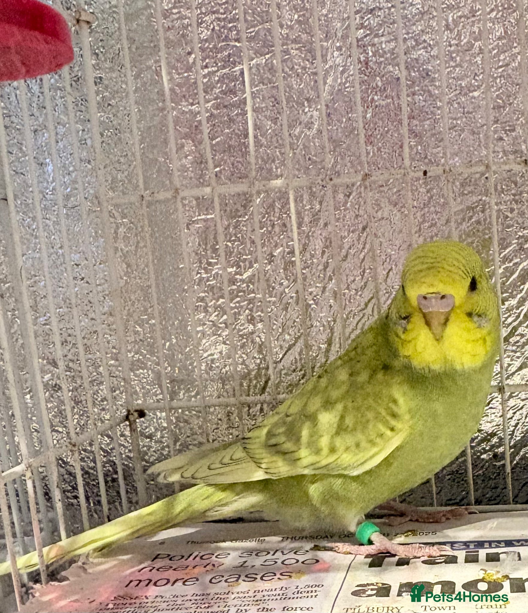 Budgerigars birds Baby budgies  - Advert 6