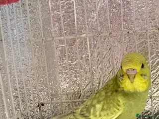 Budgerigars birds Baby budgies - Advert 6