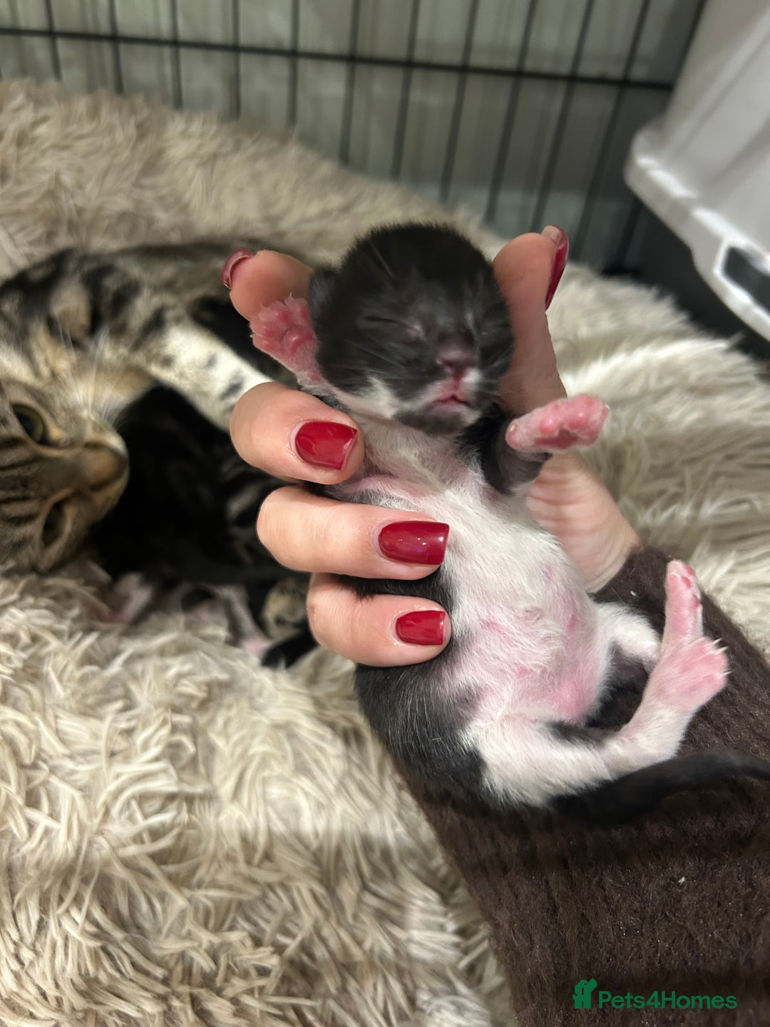 Domestic Shorthair cats for sale: Lovely Female Tabby & Tuxedo Kittens - Advert 11