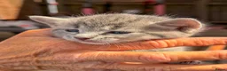 American Curl cats for sale: American curl - Advert 7