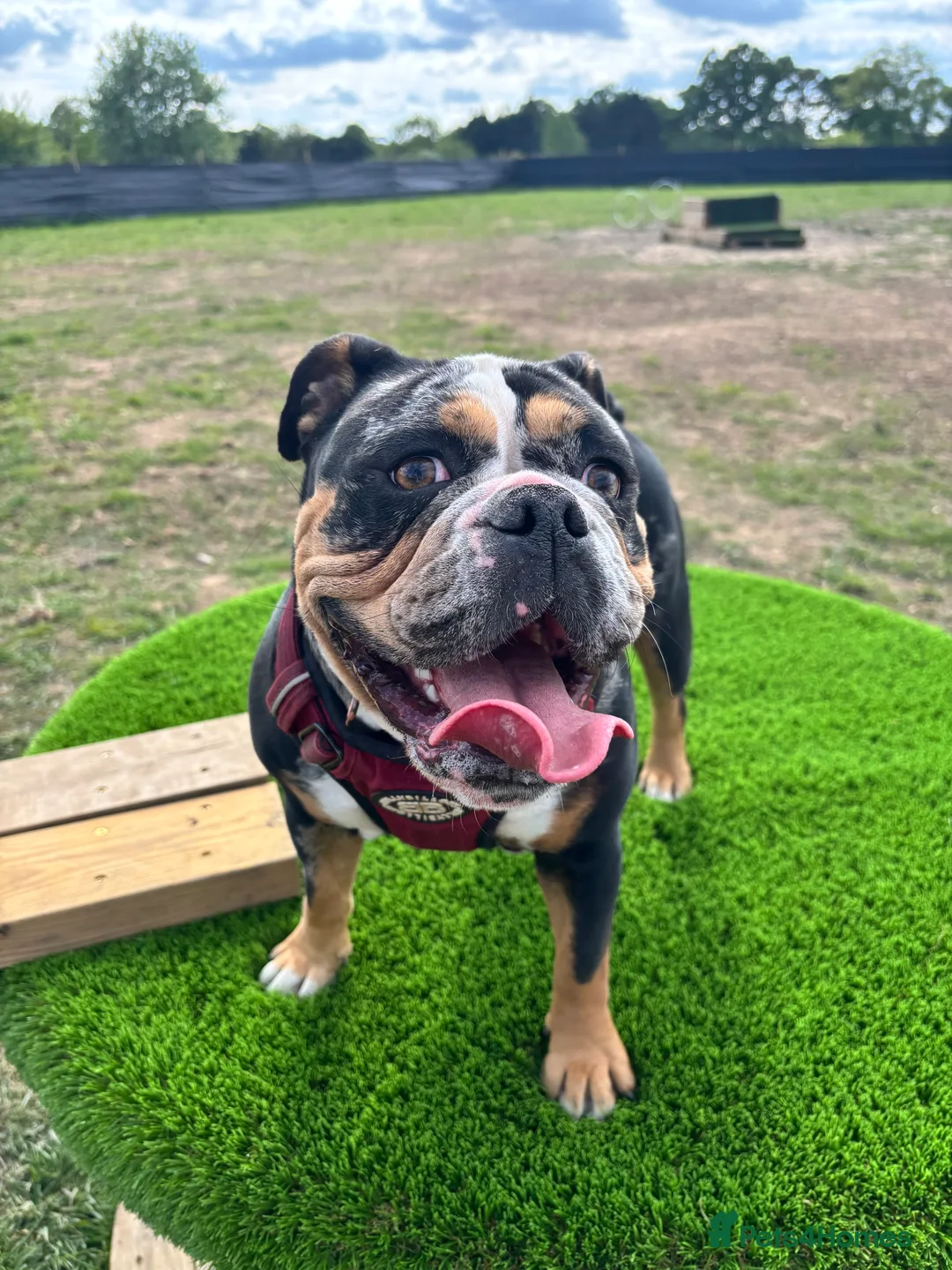 Old Tyme Bulldog dogs for sale: Enzo  - Advert 1