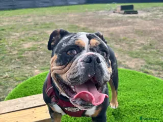 Old Tyme Bulldog dogs Enzo - Advert 1