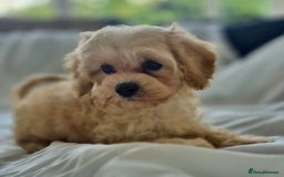 Cavapoochon dogs for sale: F1b MOYEN MERLE CAVAPOOCHON PUPS - Image 19