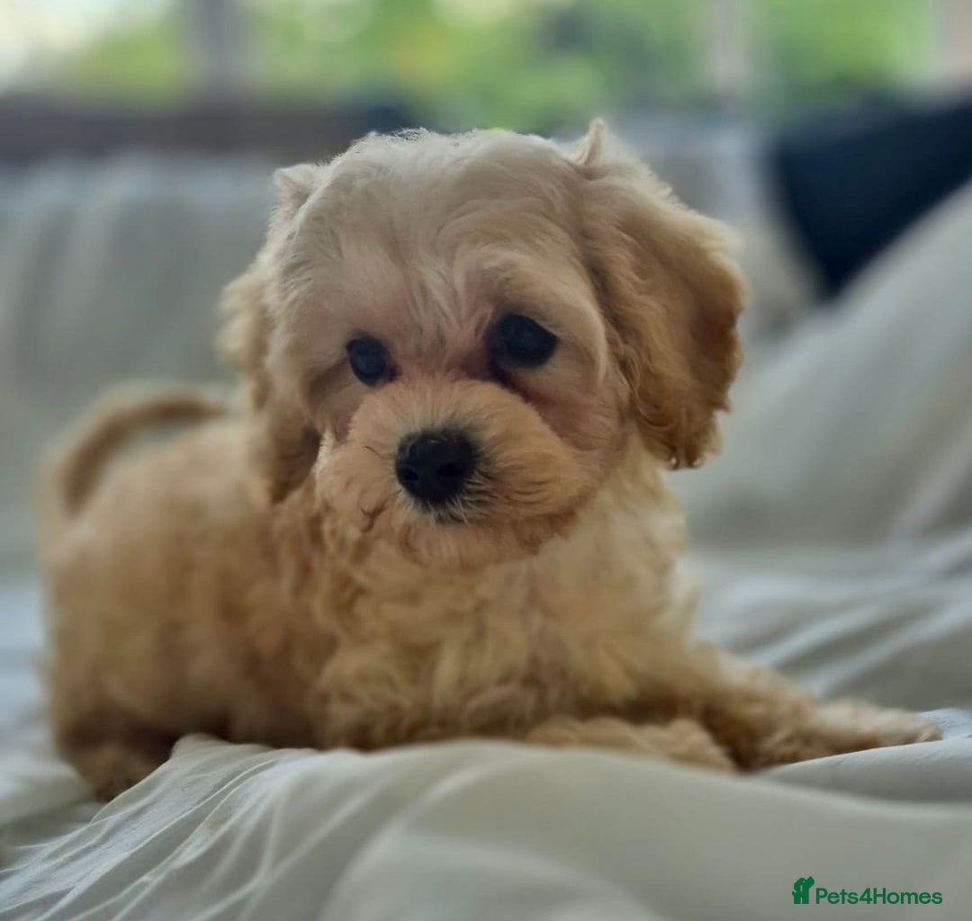 Cavapoochon dogs for sale: F1b MOYEN MERLE CAVAPOOCHON PUPS - Image 19