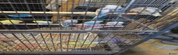 Budgerigars birds for sale: Budgies  - Advert 15