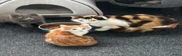 Mixed Breed cats for sale: two beautiful kittens in Canterbury - Advert 1