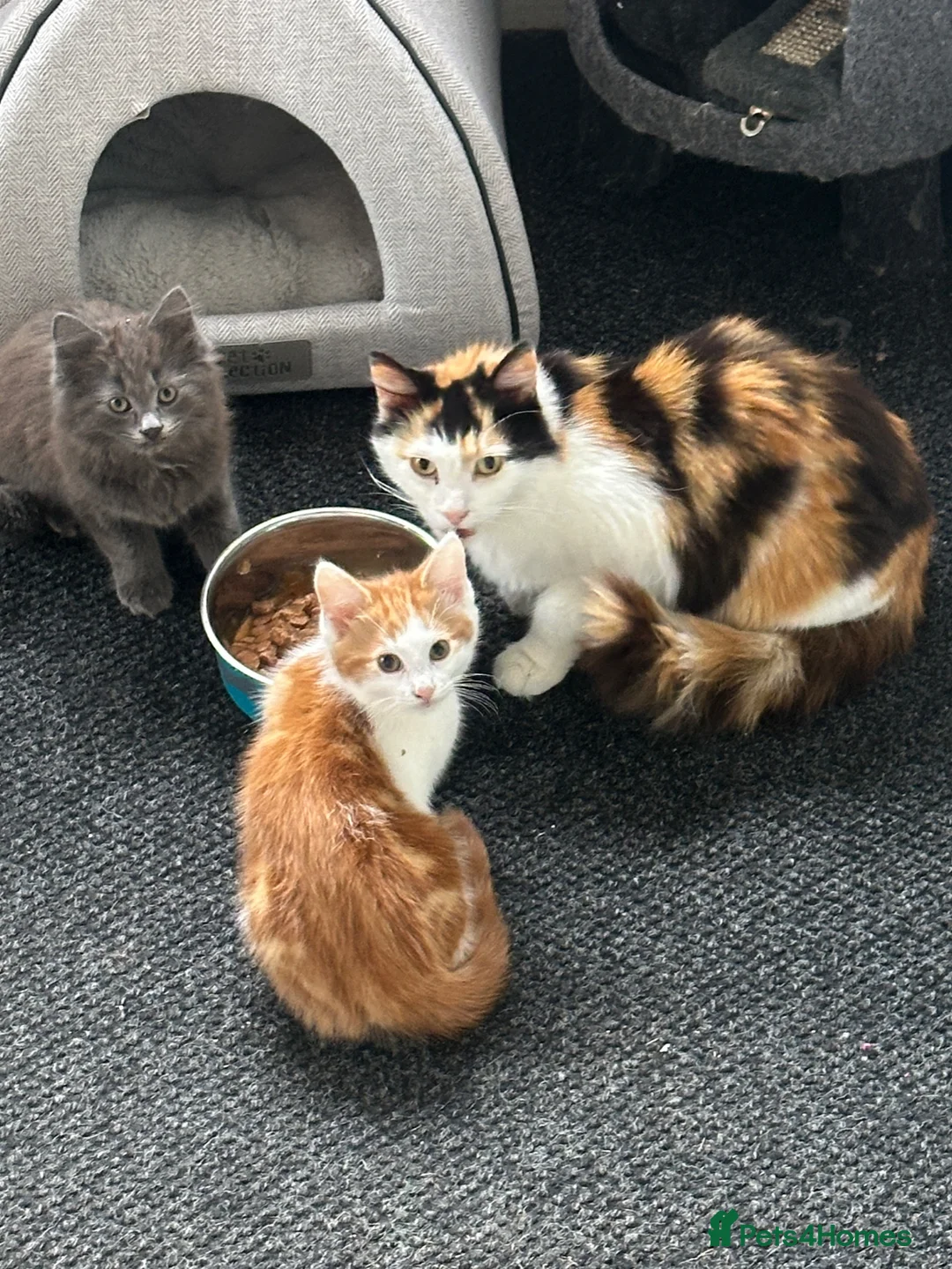 Mixed Breed cats for sale: two beautiful kittens in Canterbury - Advert 1