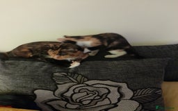 Mixed Breed cats for sale: Mixed breed kittens - Image 6