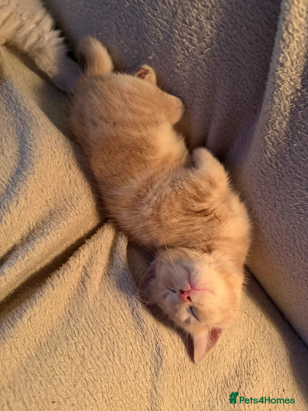 Ragdoll cats for sale: Ragdoll x BSH  - Advert 9