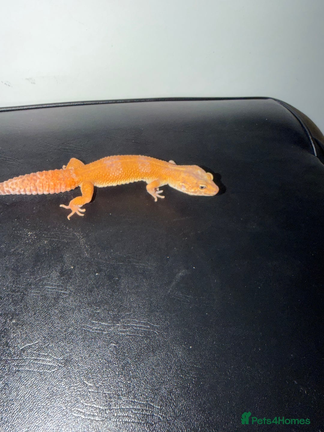 Leopard Gecko reptiles for sale: 4 leopard geckos  - Advert 2