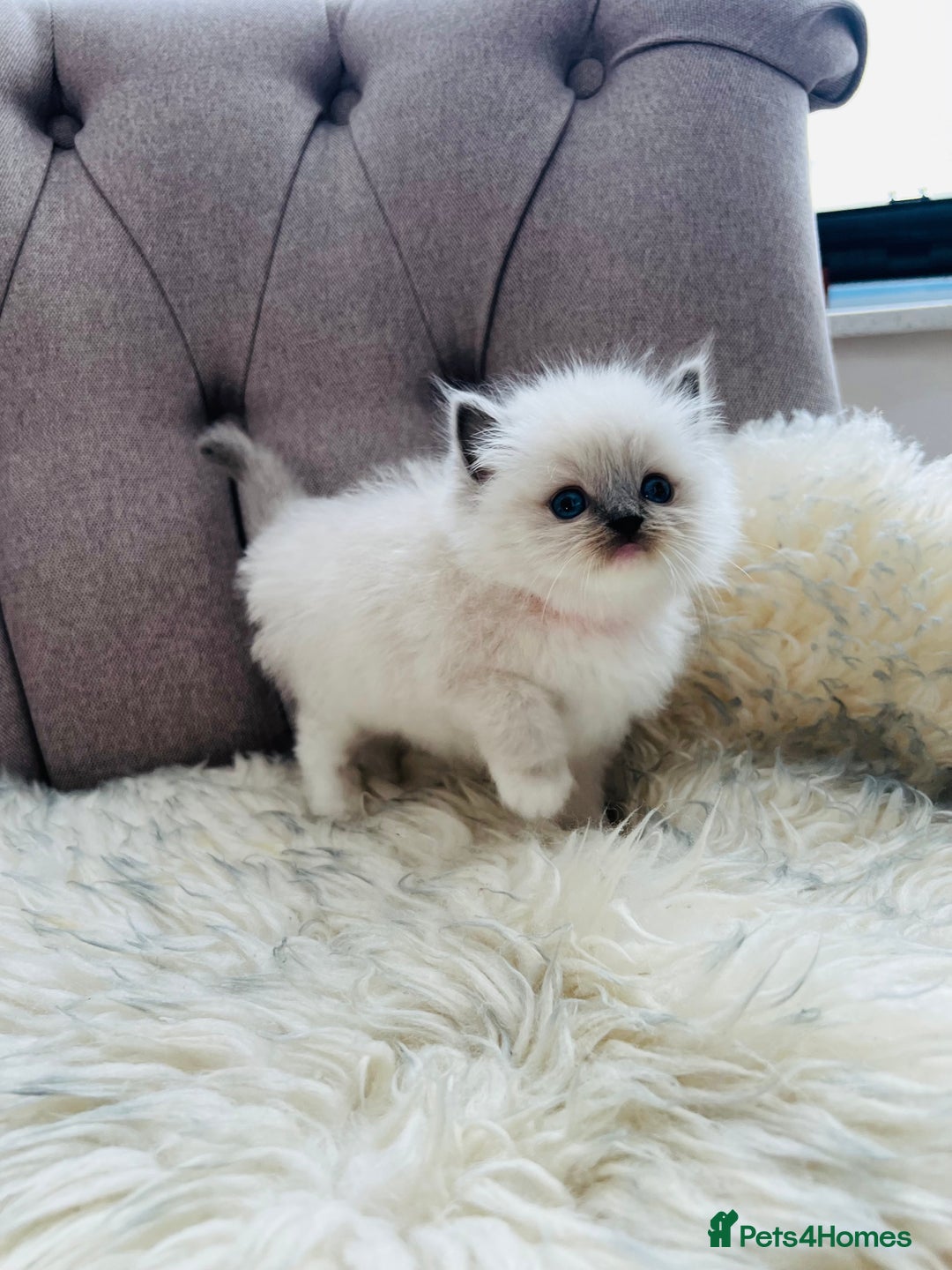Ragdoll cats for sale: Ragdoll kittens -all reserved😺 - Image 36
