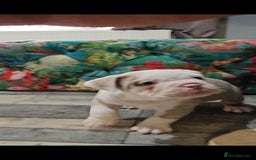 Olde English Bulldogge dogs for sale: Old english bulldog male ready 26th october - Image 5