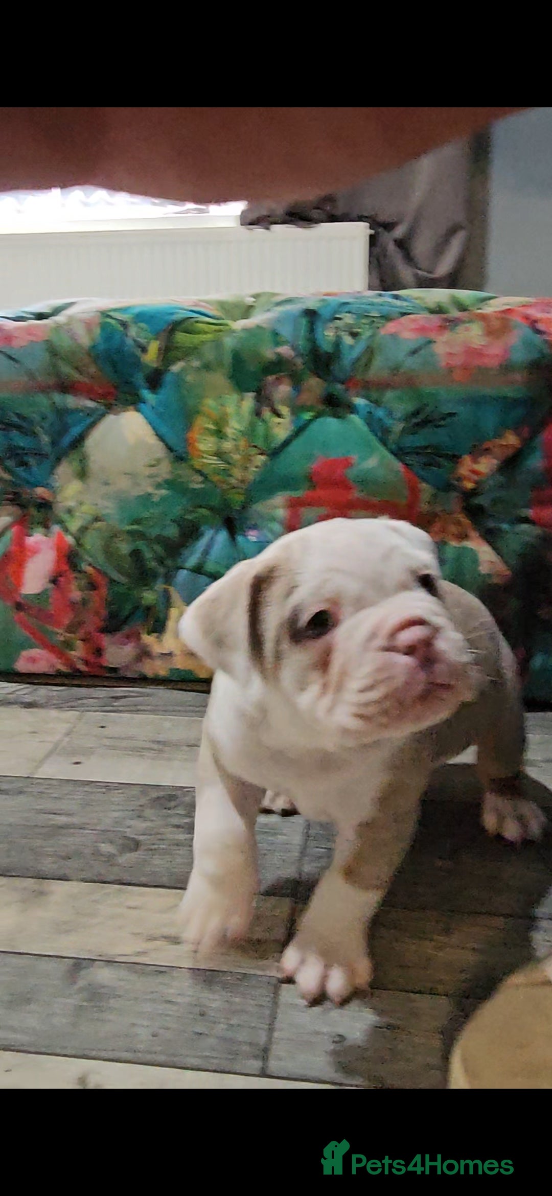 Olde English Bulldogge dogs for sale: Old english bulldog male ready 26th october - Image 5